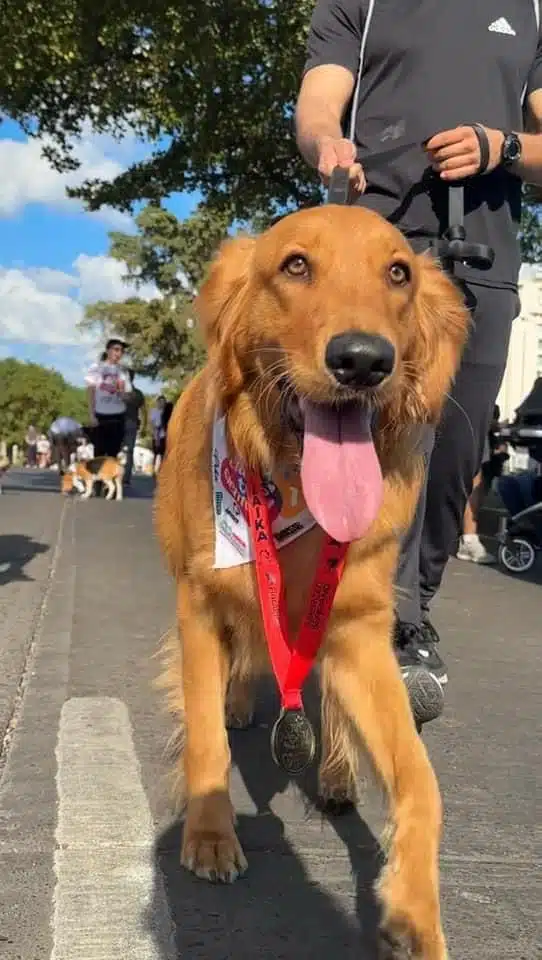 Perro en Carrera PerRUNos 5K 