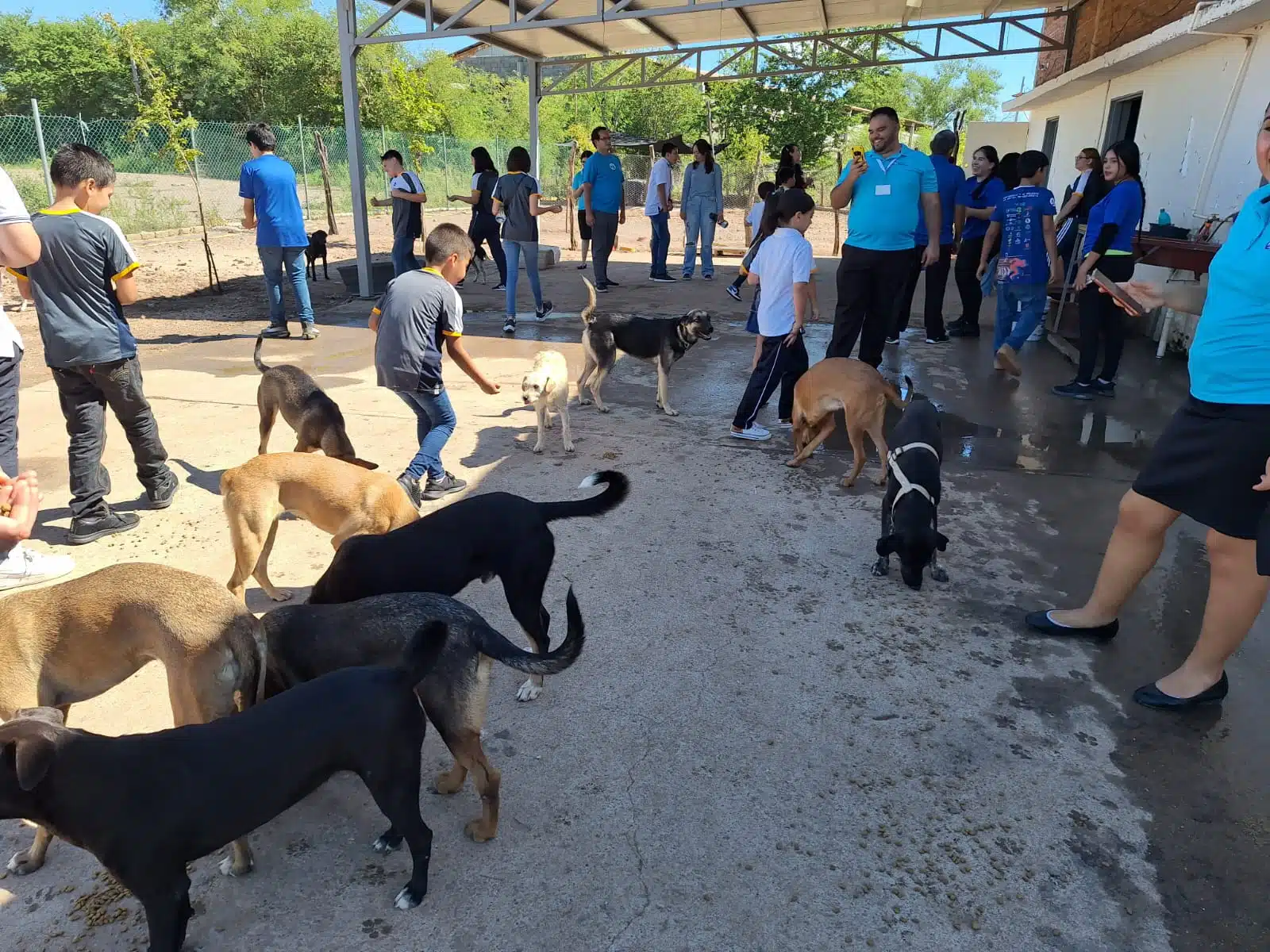 perritos en Centro de Salud y Bienestar Animal