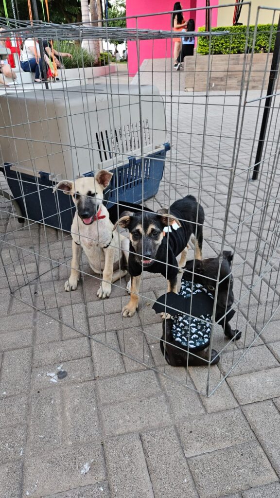 perritos en jaula