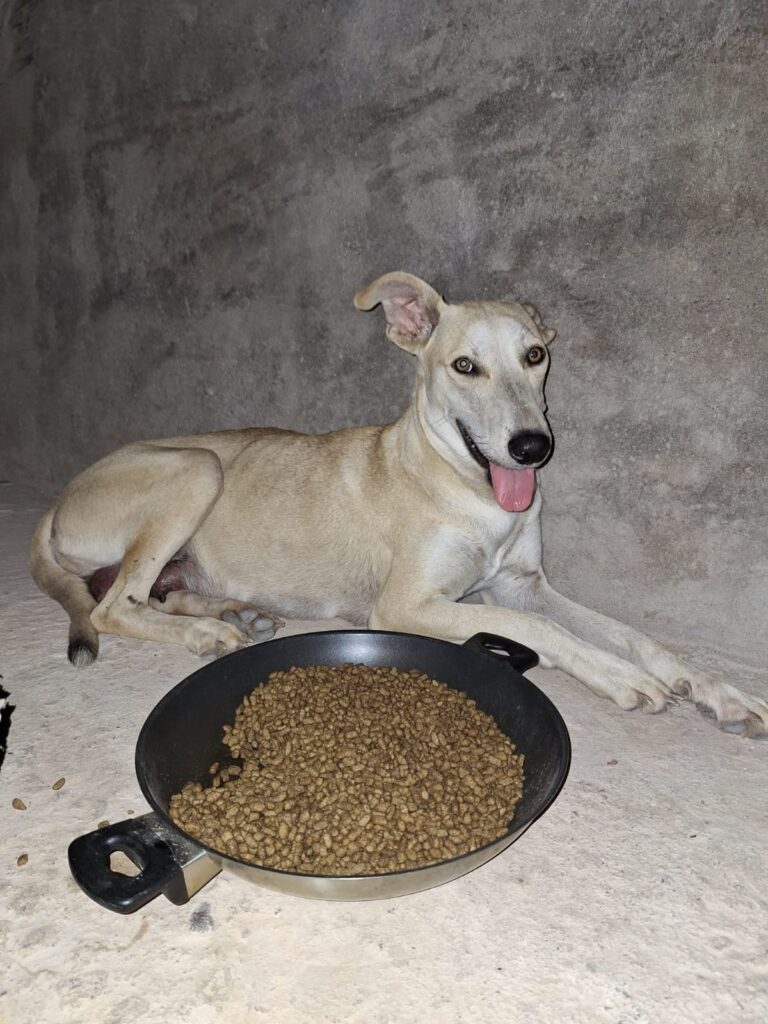 perrito con plato de comida