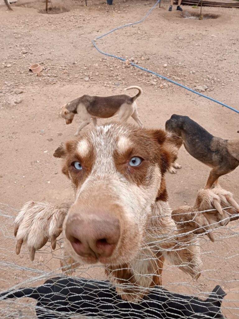 perritos