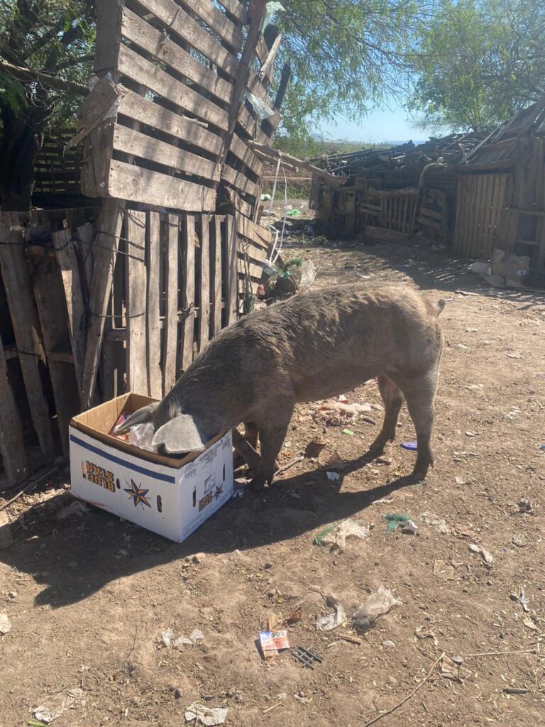 Cerdos comiendo en su chiquero en Ahome