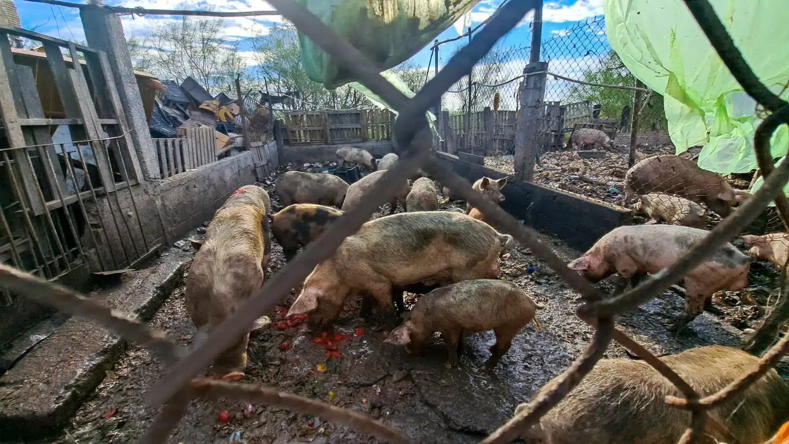 Cerdos en corral comiendo tomate del suelo-lodo