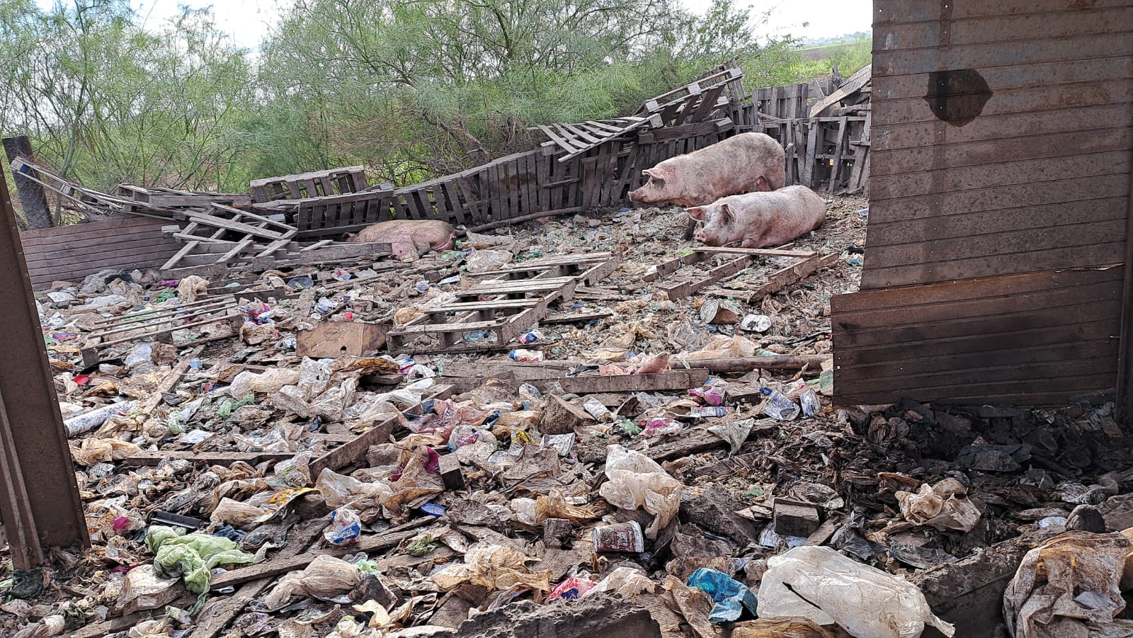Los criaderos puercos siguen siendo alimentados con bolsas de basura revueltas entre el lodo.