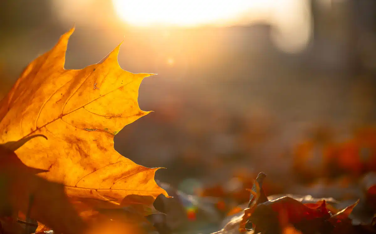 Hojas de otoño y al fondo rayos de sol