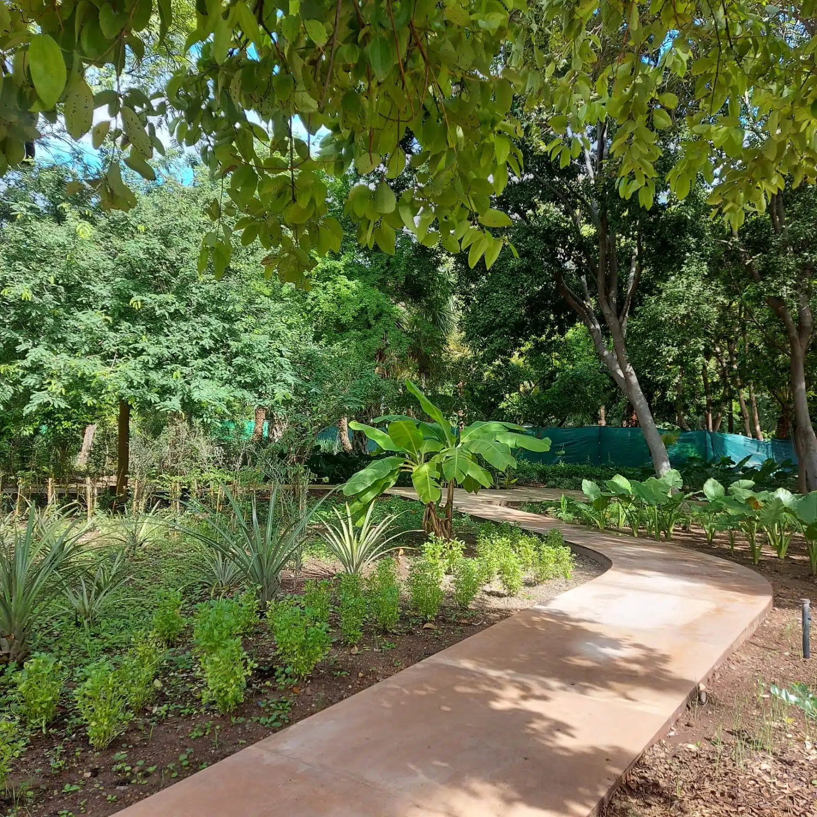 Árboles del Bosque de Alimentos del Jardín Botánico Culiacán
