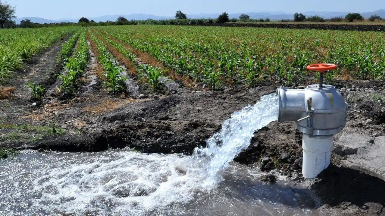 Cultivo de maíz, riego agua de uso agrícola