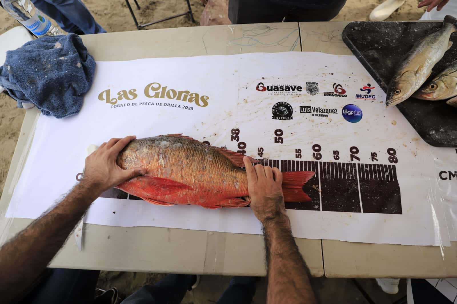 Pescado curvina en Las Glorias Guasave