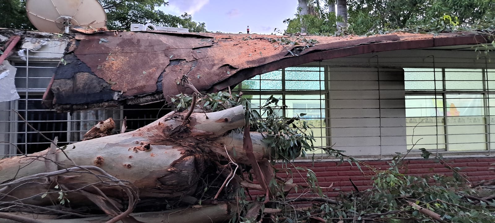 Tronco de árbol encima de aula escolar
