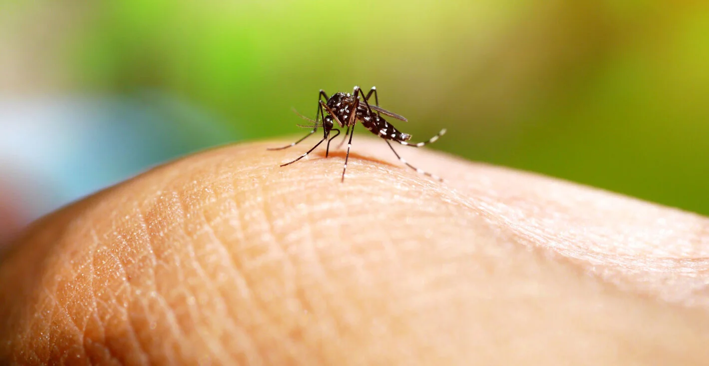 Mosquito en el brazo de una persona.