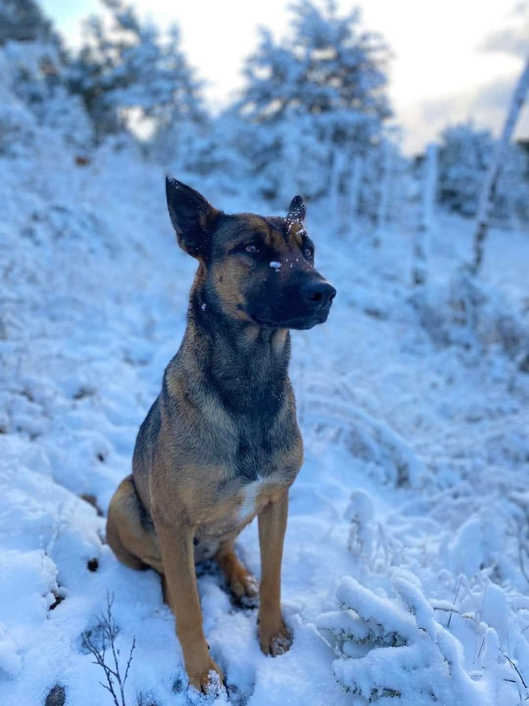 como cuidar a un perro en la nieve