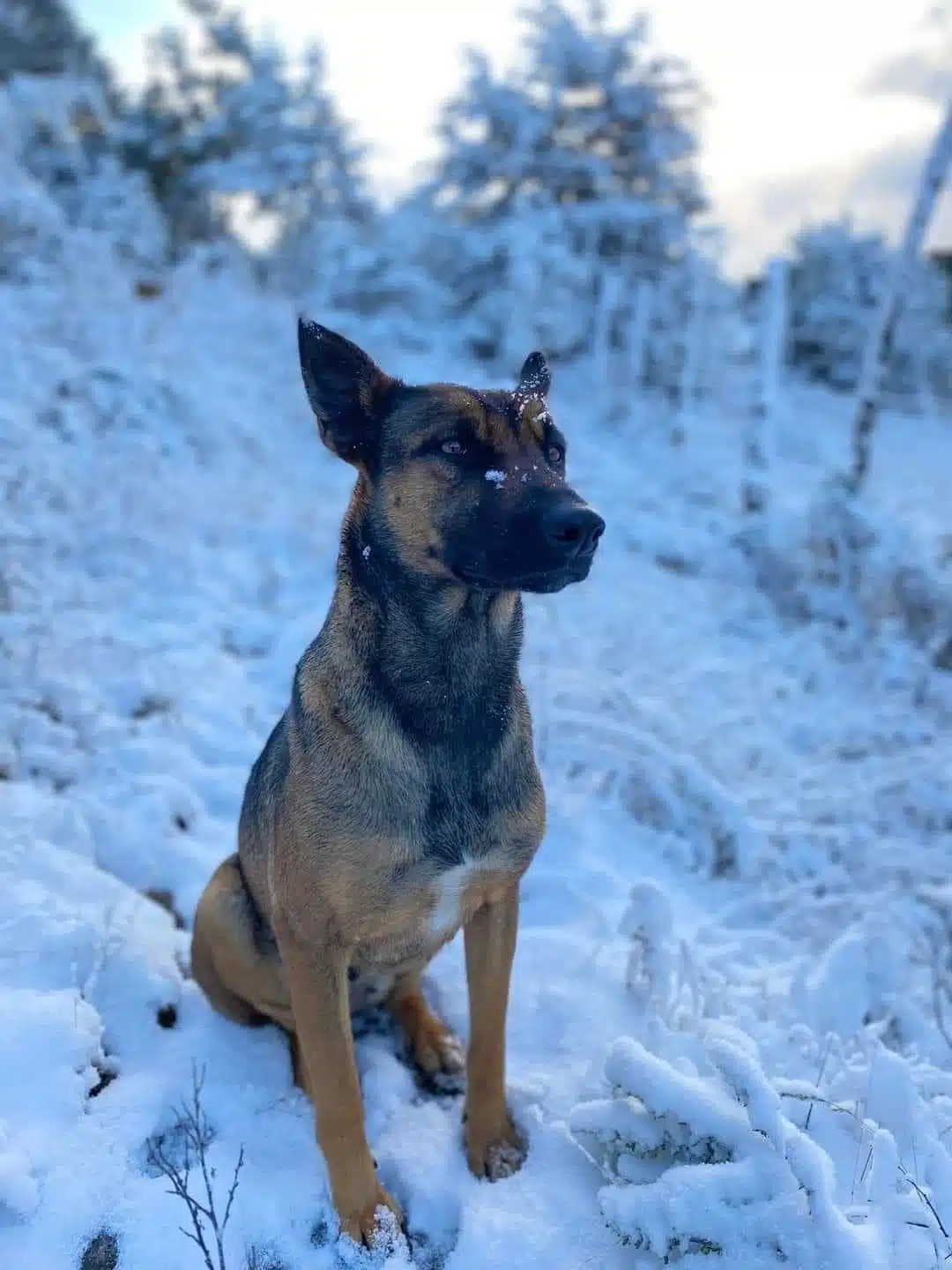 perrito sentado en nieve en El Durazno, Durango