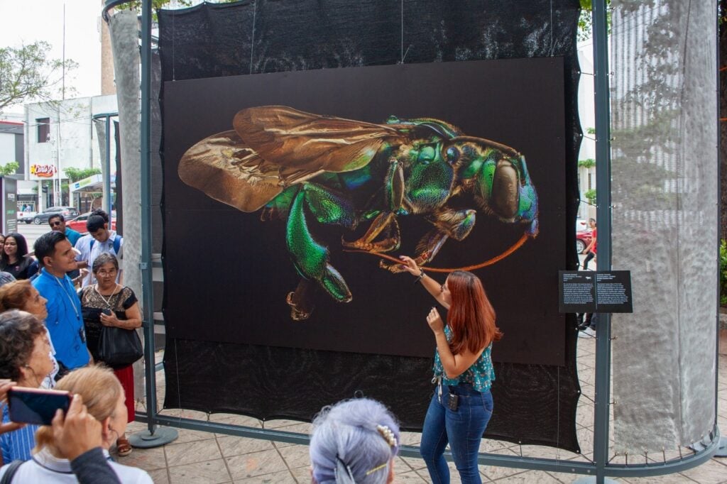 Exposición Insectus, en la plazuela Álvaro Obregón en Culiacán.