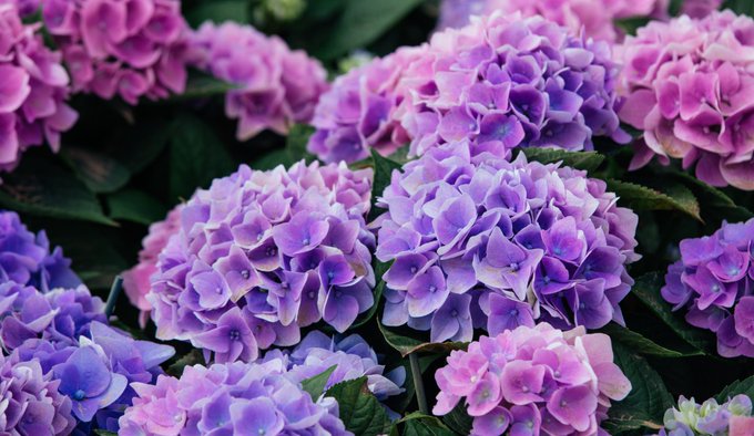 Por qué se regalan flores moradas el 9 de noviembre