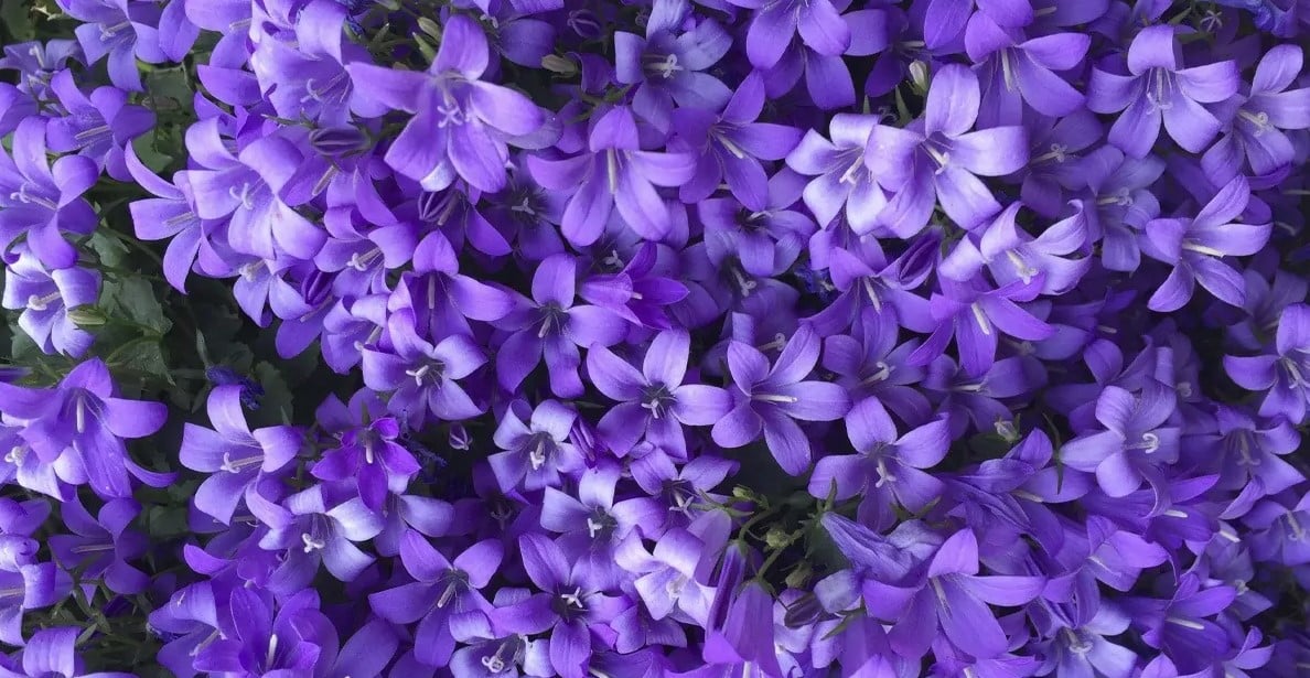 Por qué se regalan flores moradas el 9 de noviembre