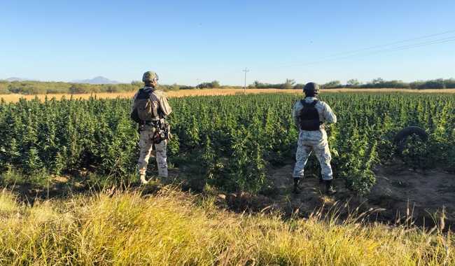 Guardia Nacional en sembradío de mariguana
