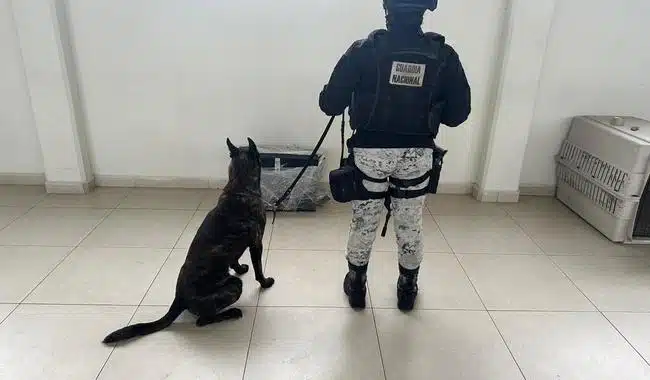 Guardia Nacional y perro entrenado