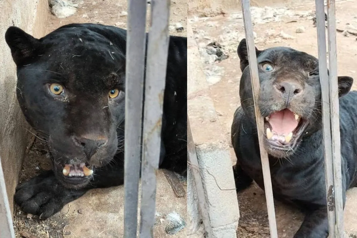 Jaguar que atacó a la menor en Chihuahua