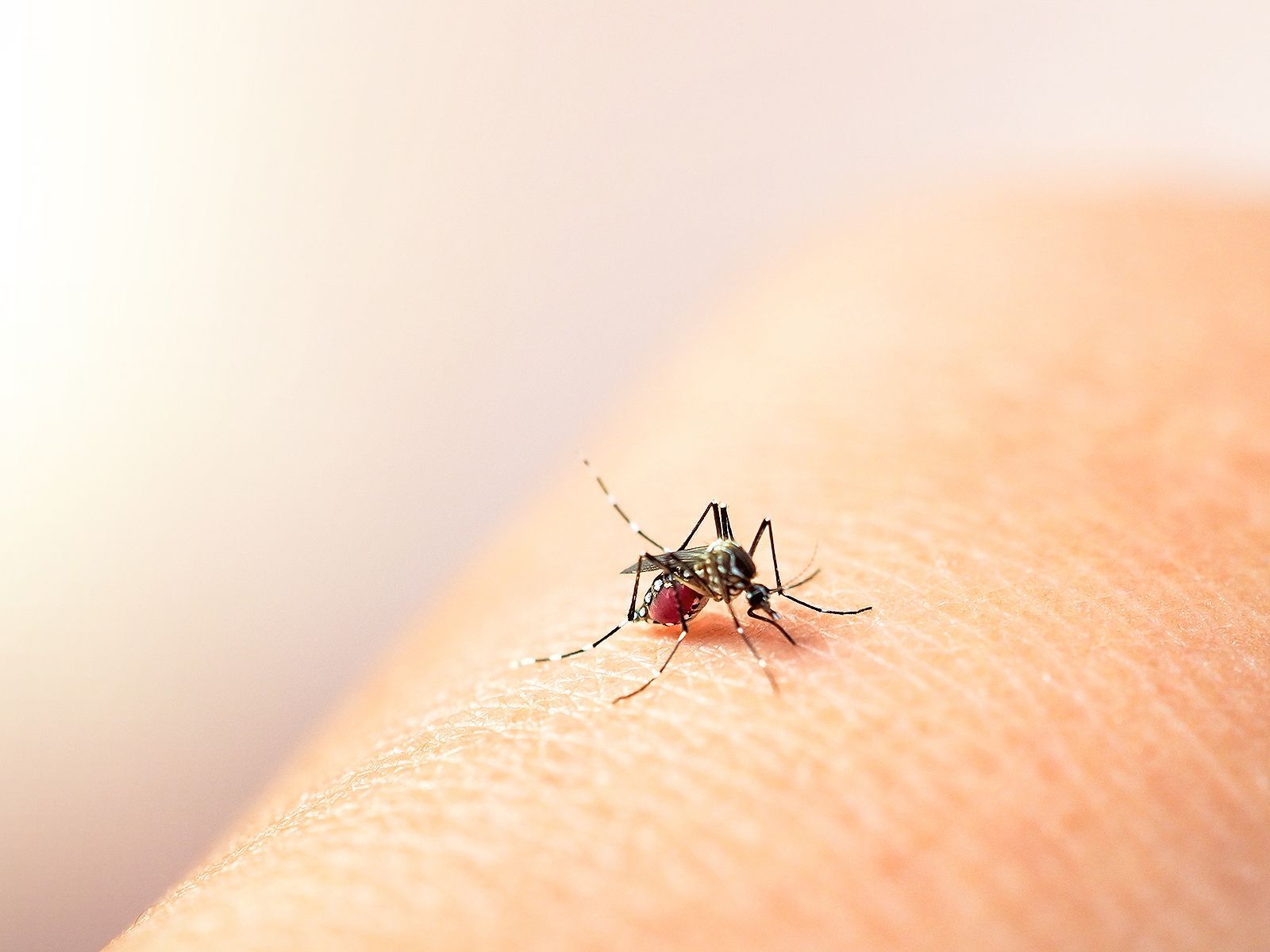 Muere por dengue niño de seis años de Irapuato