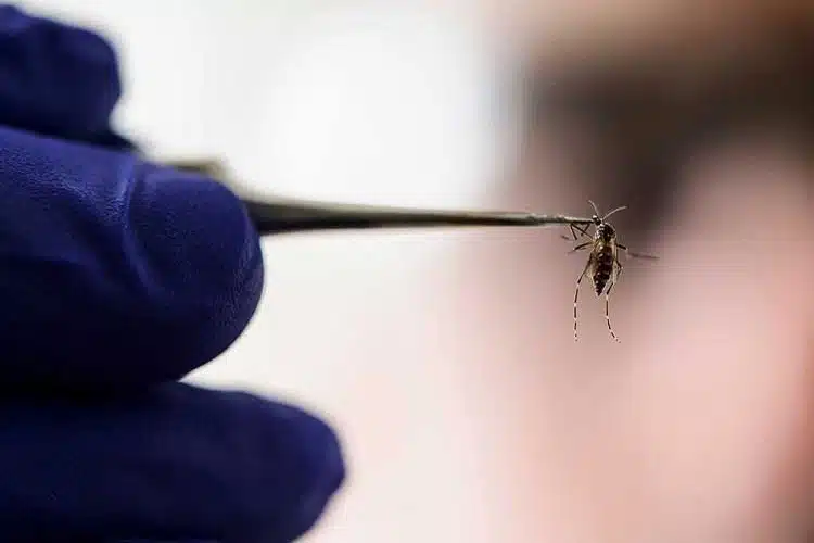 Muere una segunda persona a causa del dengue en Jalisco