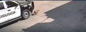 Perro atropellado por policías