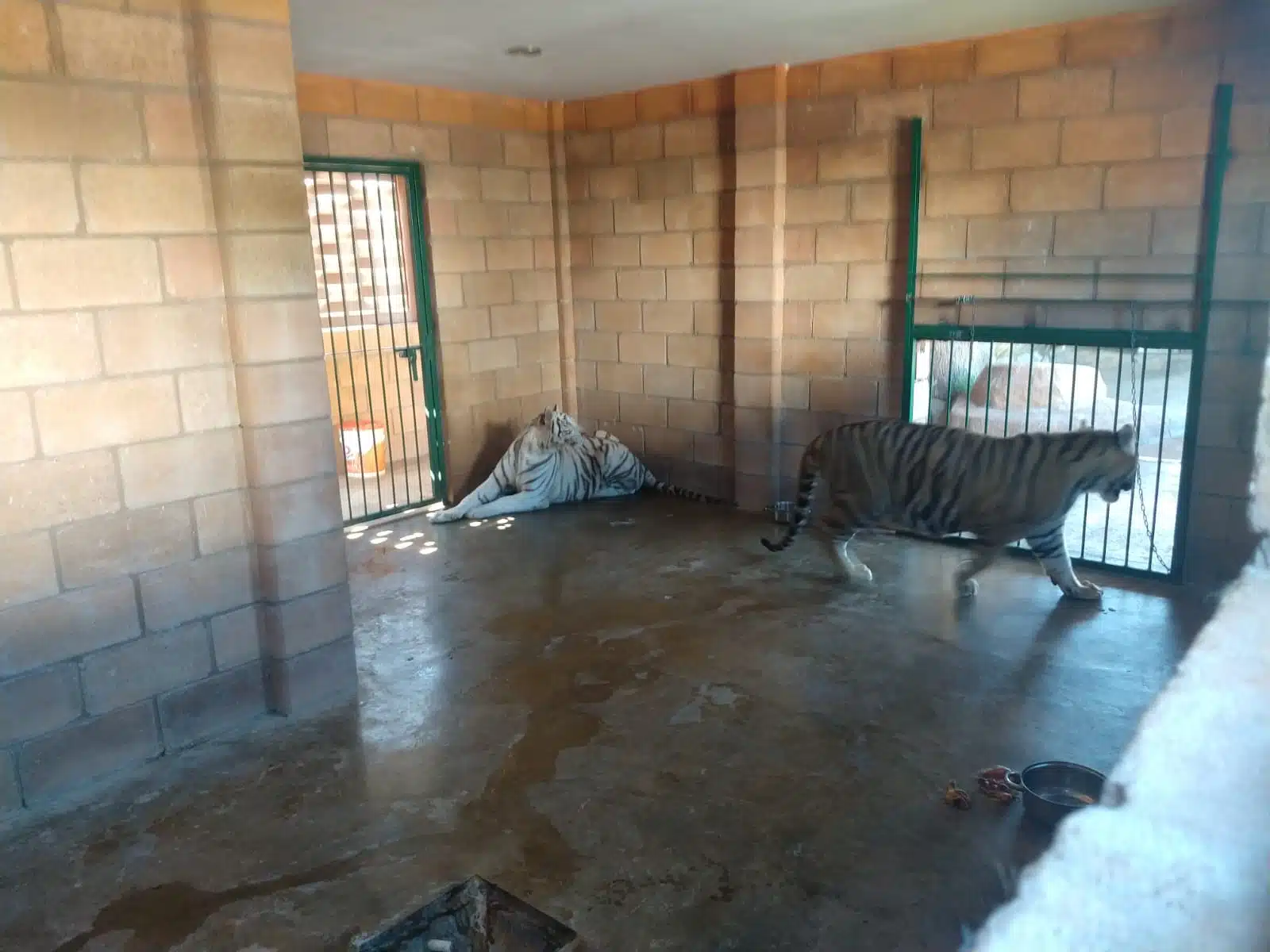 Tigres de bengala asegurados en Sinaloa