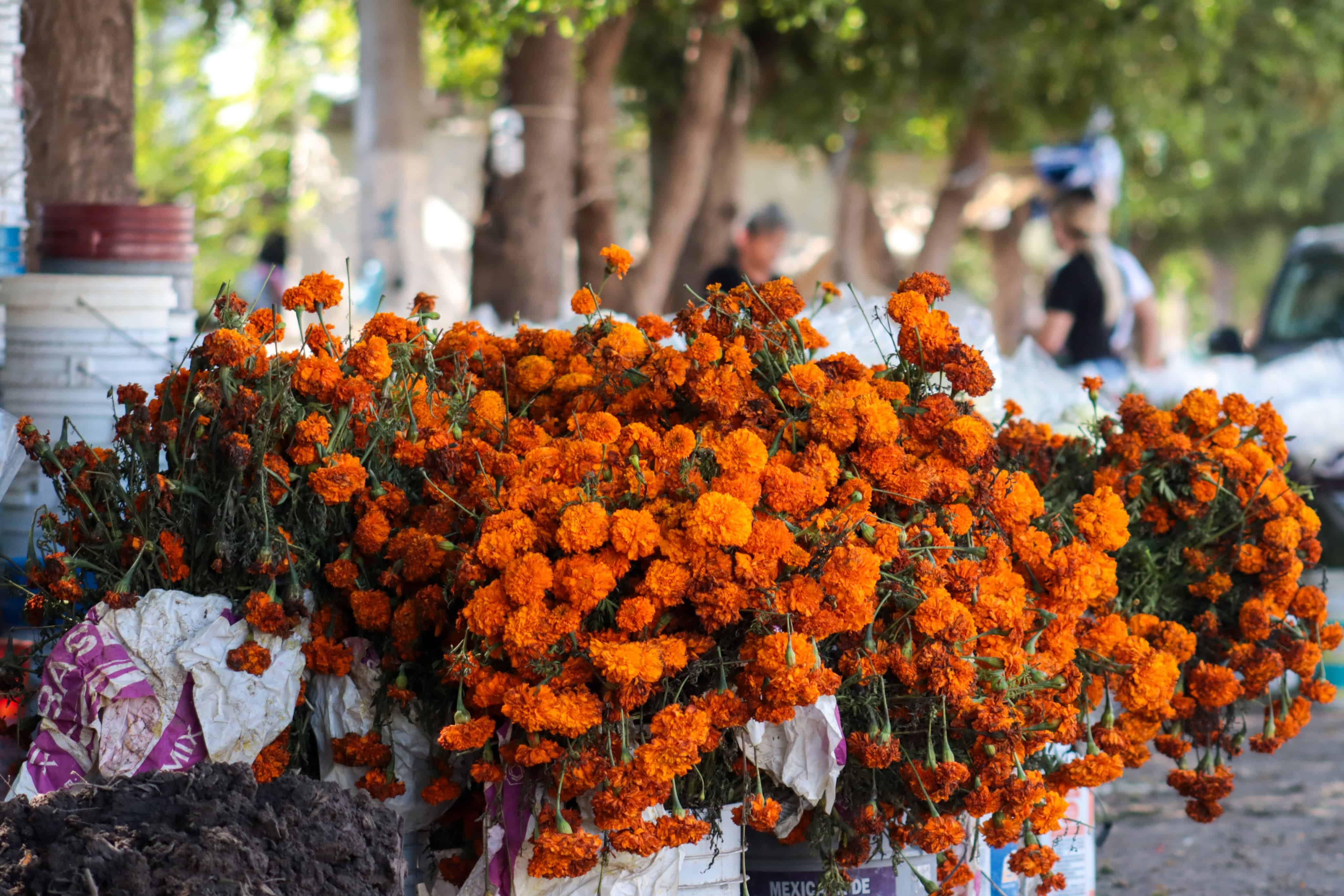 Flores para la venta del Día de muertos