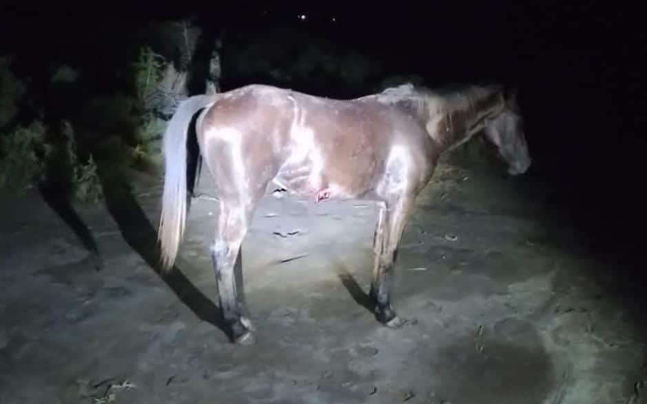 Saúl Genaro, de 22 años, murió tras impactarse en moto contra un caballo en Guasave 