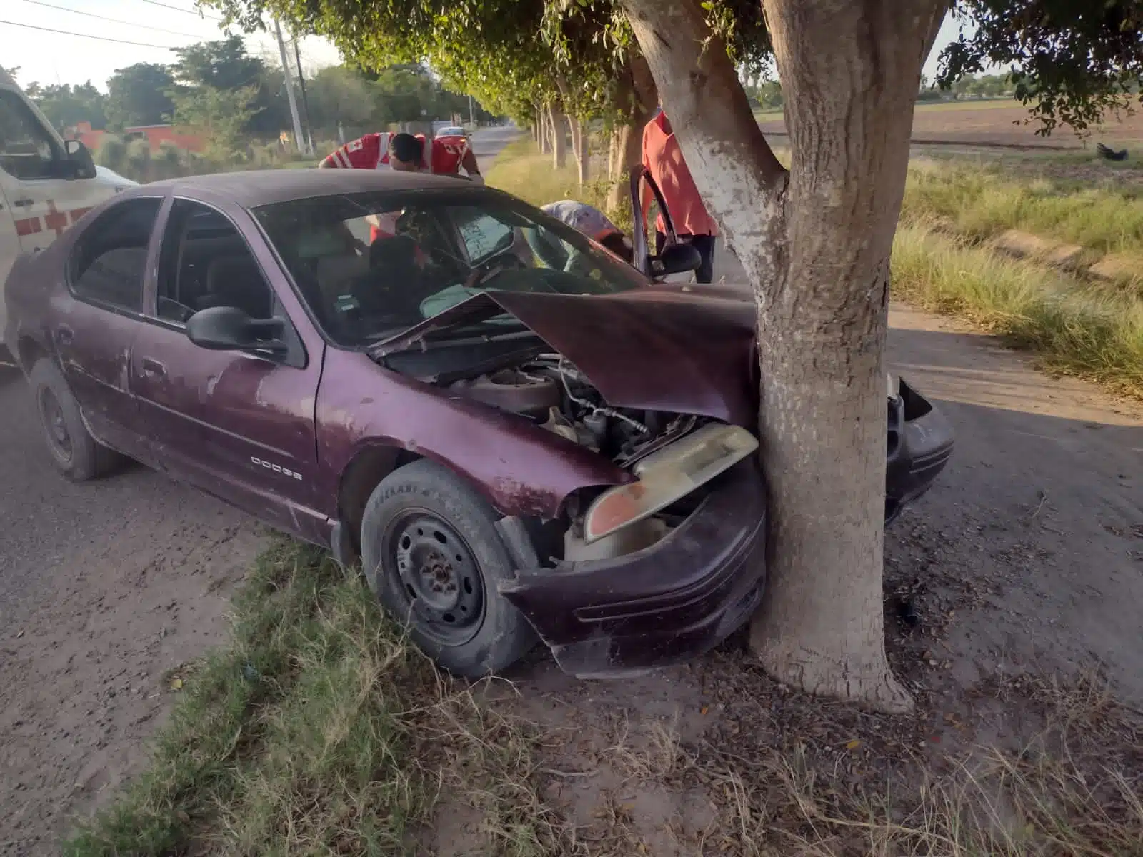 Choque de auto contra un árbol