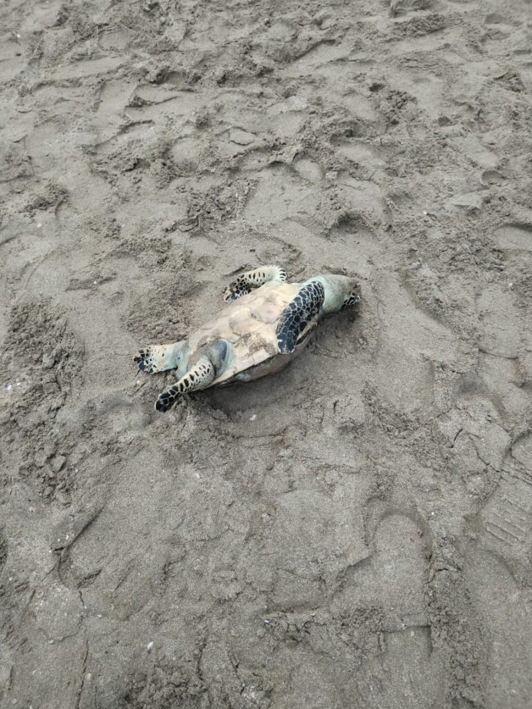 Mar arroja a la playa dos tortugas marinas muertas, en Mazatlán
