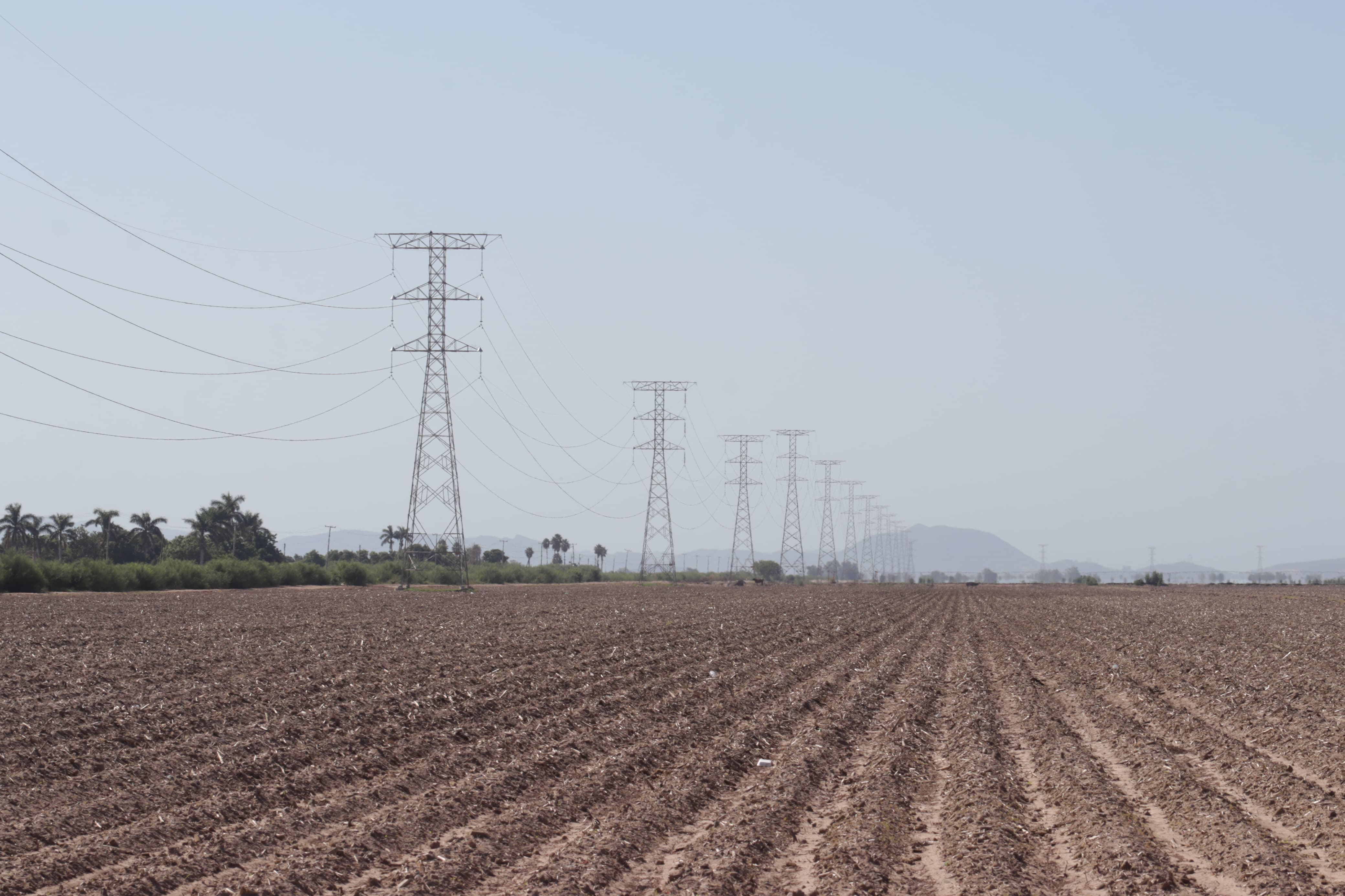Campo agrícola en Sinaloa