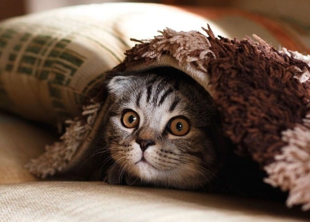 Gato cobijado