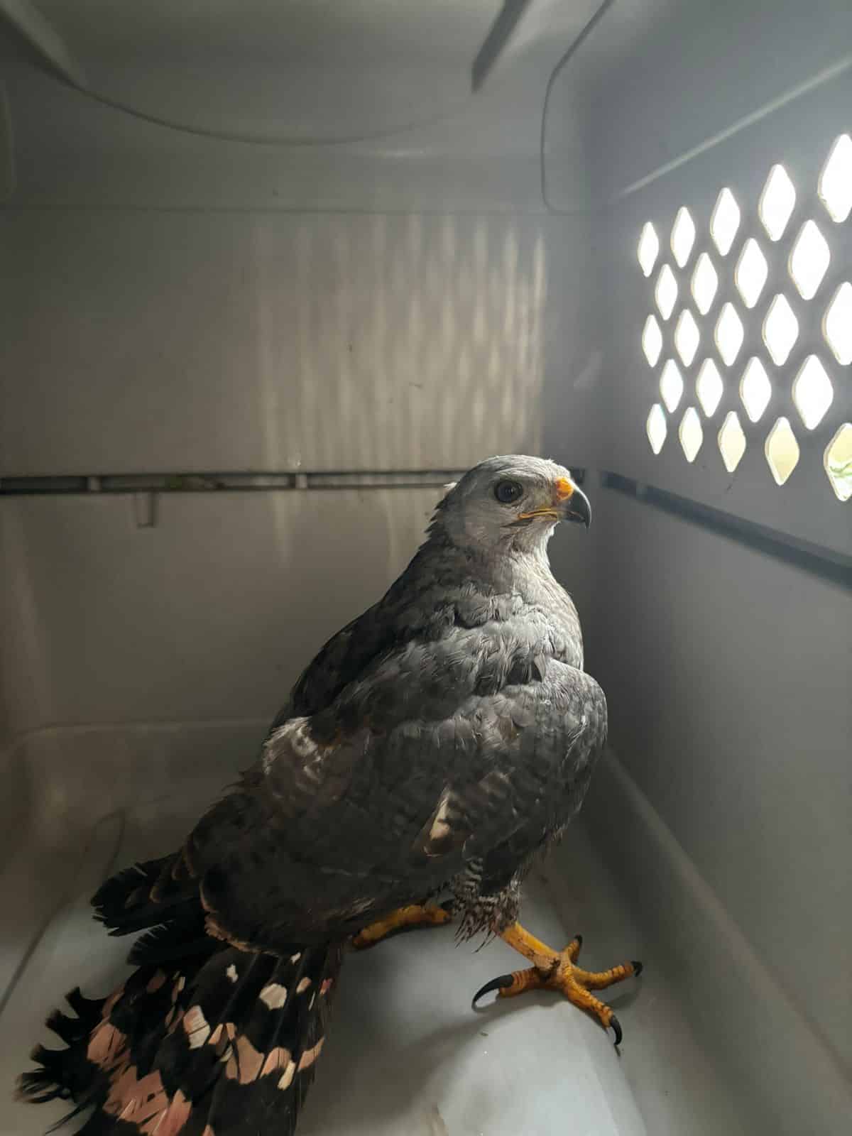 Águila resguardada en Mazatlán