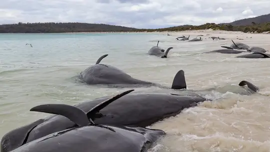 Ballenas varadas en una playa de Australia