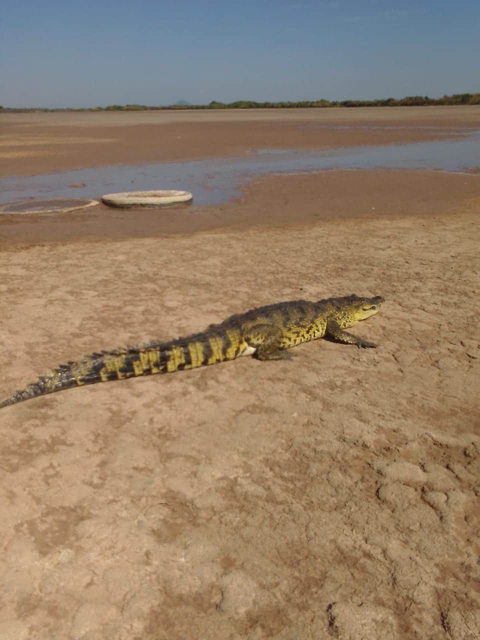 cocodrilo rescatado por Protección Civil en Sinaloa municipio