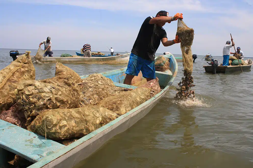 Pescador captura moluscos bivalvos en bahía de norte de Sinaloa