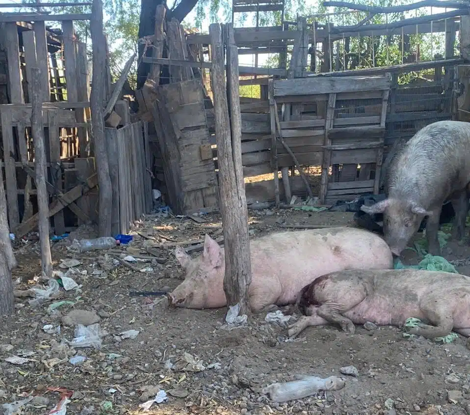 Cerdos en pésimo estado de salud en su corral
