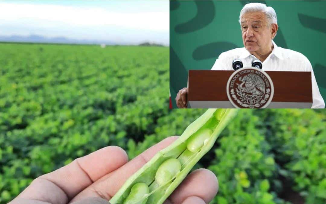 siembra de frijol y en la esquinqa fotografía de amlo