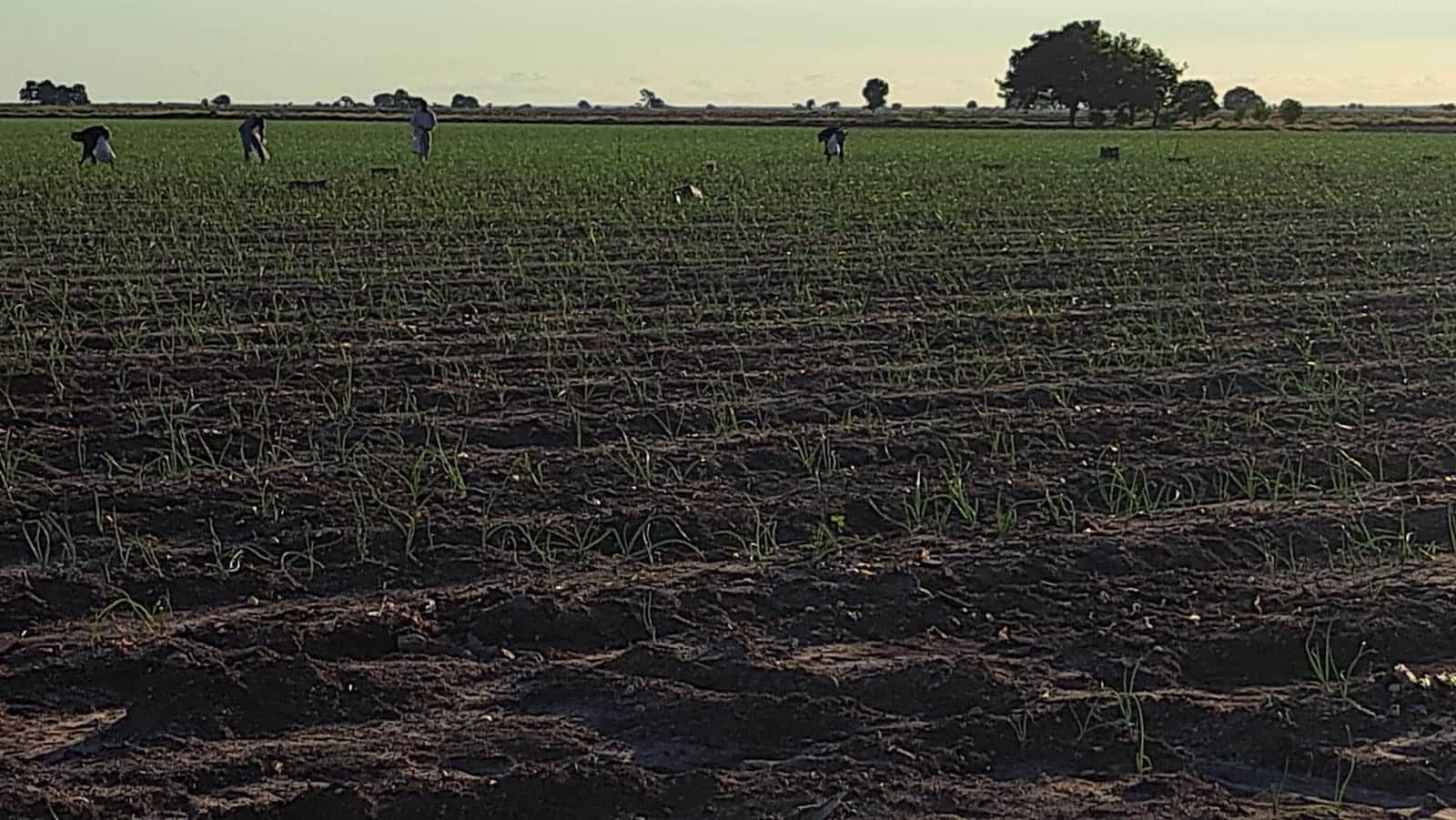 Campo de cultivo