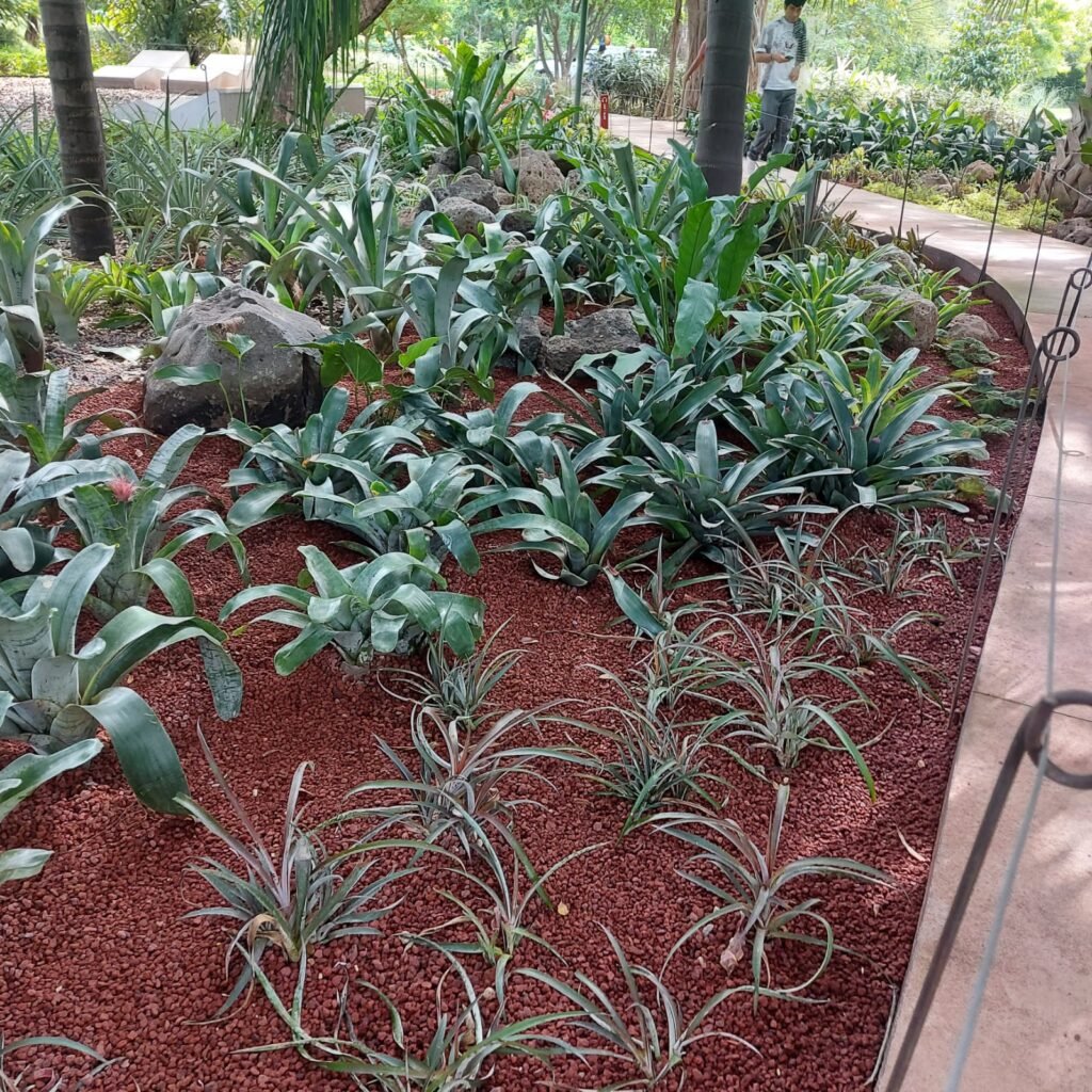 Colección de bromelias en el Jardín Botánico Culiacán