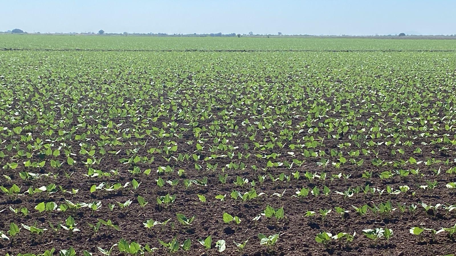 Cultivo de frijol