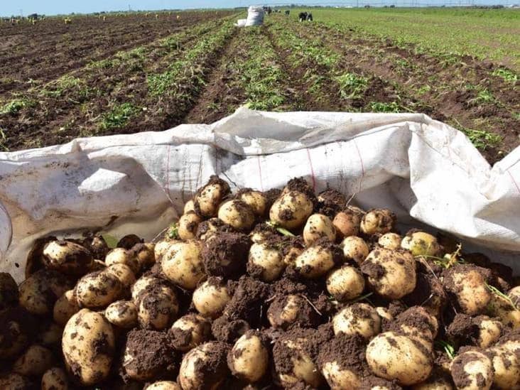 costal de papas y al fondo cosecha