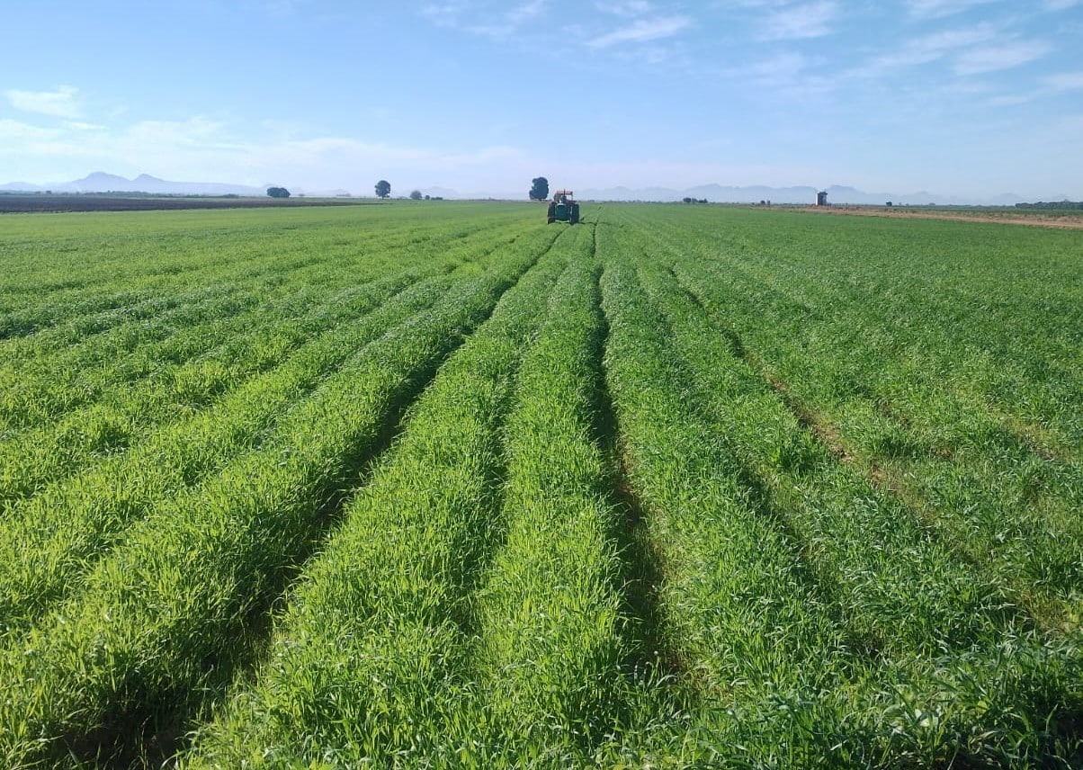 Hectárea con siembra de trigo