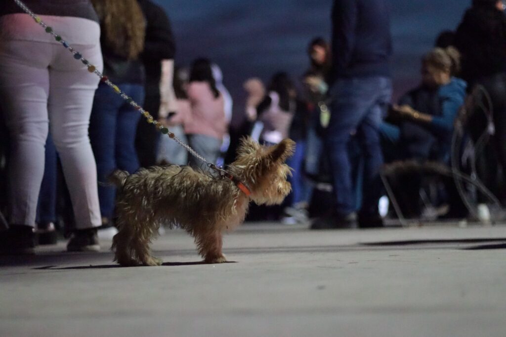 Desfile Náutico Navideño