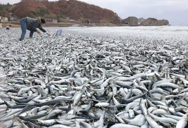 Aparecen miles de sardinas muertas en Japón; ¡conmoción!