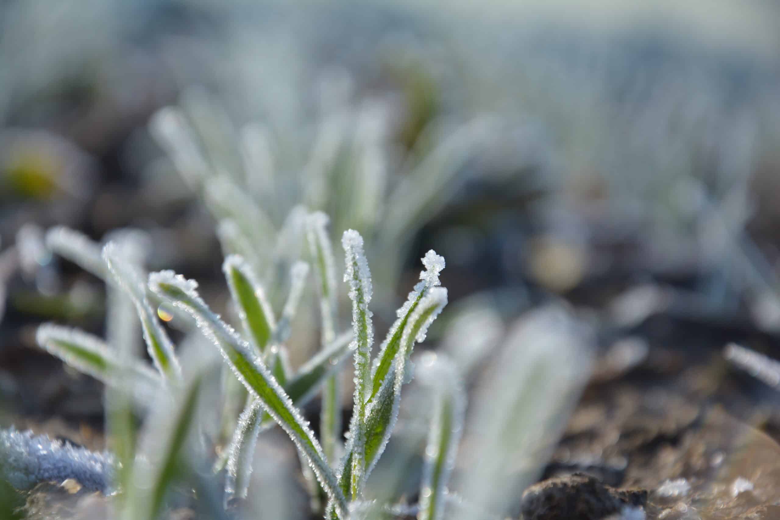 Campo agrícola escarchado