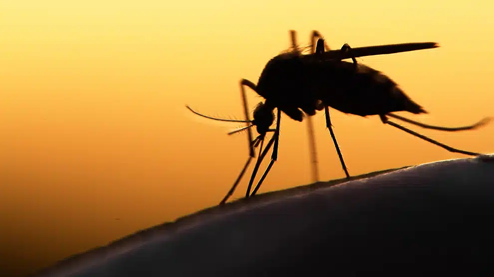 OMS alerta por aumento en casos de malaria