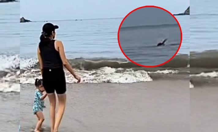 Cocodrilo ataca a turista belga en playa de Zihuatanejo