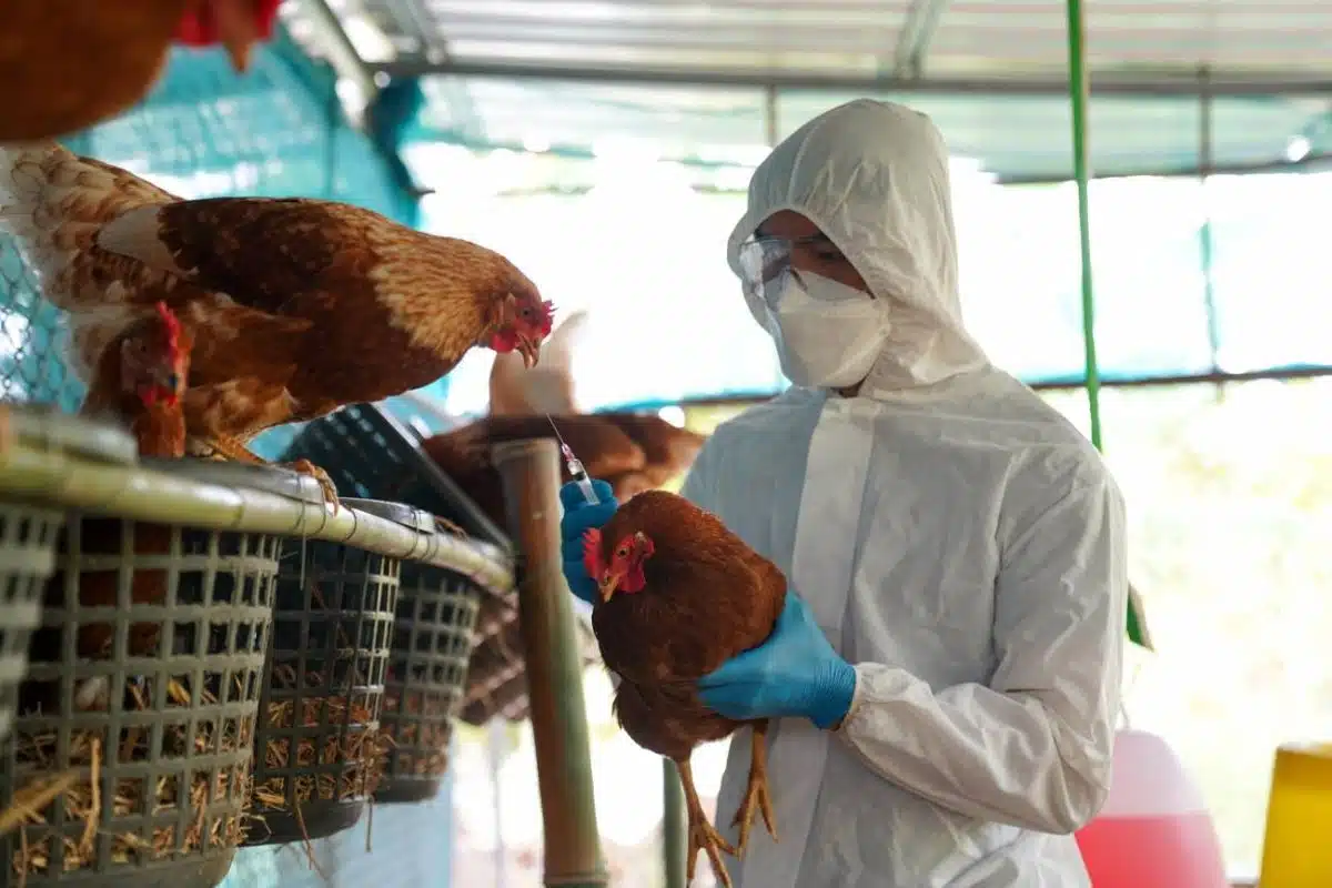 Confirman muerte de mujer tras contagio de gripe aviar en China