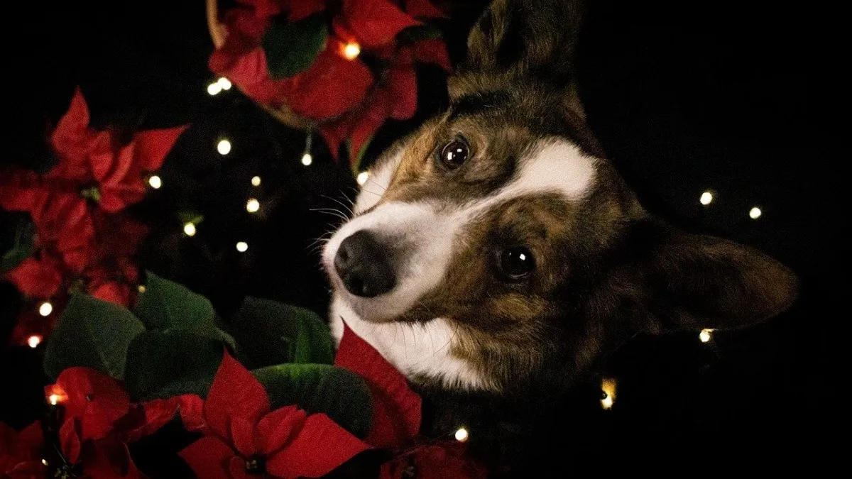 Flor y animal navideño